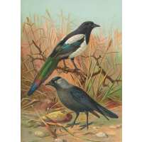 Read Ink & Drop Reviews